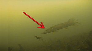 Как ВЕДЕТ себя ЩУКА в погоду с ВЫСОКИМ ДАВЛЕНИЕМ