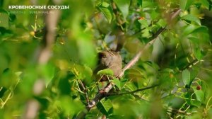 Исцеление кровеносных сосудов. [ВЕРСИЯ 2.0] Оздоровление крови. Скрытые аффирмации. Саблиминал