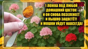 1 Ложка под любой домашний цветок и он позеленеет и зацветет пышной шапкой! Мошки уйдут навсегда!!!