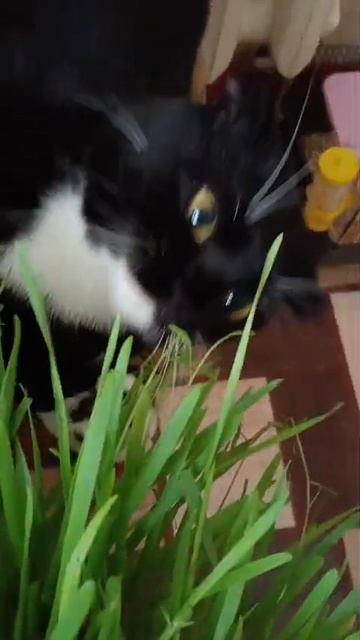 Пуся ест траву смотреть онлайн