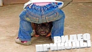 ПРИКОЛ \ ПОДБОРКА ПРИКОЛОВ Я РЖАЛ ДО СЛЕЗ, ЛУЧШИЕ ПРИКОЛЫ 2025 СМЕШНЫЕ ВИДЕО, ДЕВУШКИ , ПОДБОРКА