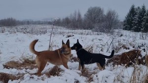 Собачьи салочки, тачка с цветами и и завершение вазы в сложных условиях