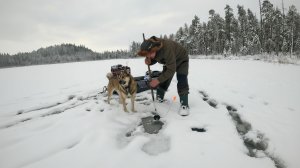 Выглянул из палатки и обалдел. Рыбалка с ночёвкой. Рыбалка в Карелии. Проверка жерлиц