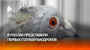 В России создали технологию превращения голубей в биодроны