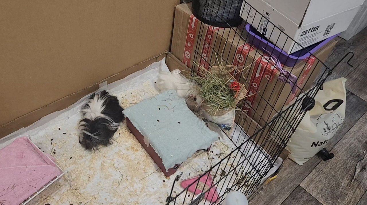 Новшество у морских свинок Улли и Пулли 👜 🐗