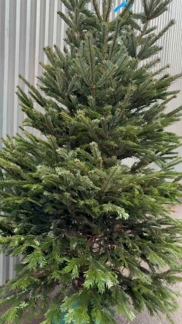 Пихта Нордмана Москва, Стахановская 7  Я.КАРТЫ: VavilElkin