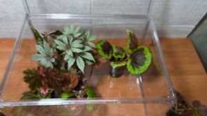 Бегонии природники.