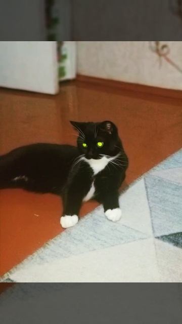 оживила фото Пуси смотреть онлайн