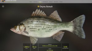 ТРОФЕЙ ОКУНЬ БЕЛЫЙ!!!ОЗЕРО ЛОСИНОЕ - РУССКАЯ РЫБАЛКА 4