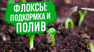 Полив и подкормка флокса друммонда.