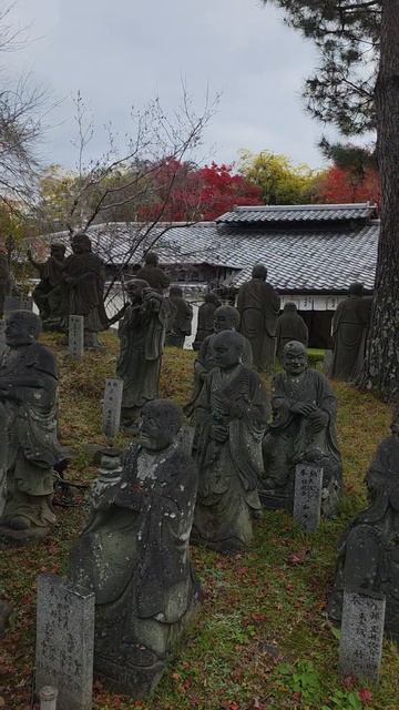 Гуляем по бамбуковому лесу в Киото, Япония