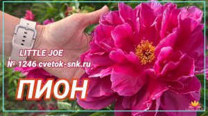 Пион "Little Joe"/Сад Ворошиловой