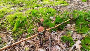 ГРИБЫ .ГЛУХАРЬ НА ДОРОГЕ