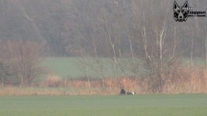 Охота на зайца с собаками сезон 2025-2026г (22 часть)