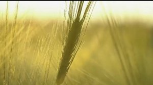 Спокойная расслабляющая музыка для отдыха и сна.