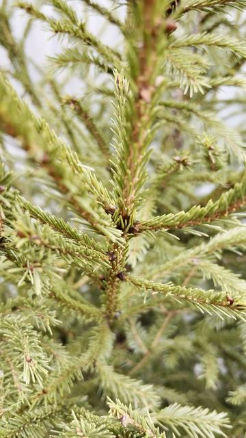 ЕЛЬ Москва, Стахановская 7  Я.КАРТЫ: VavilElkin