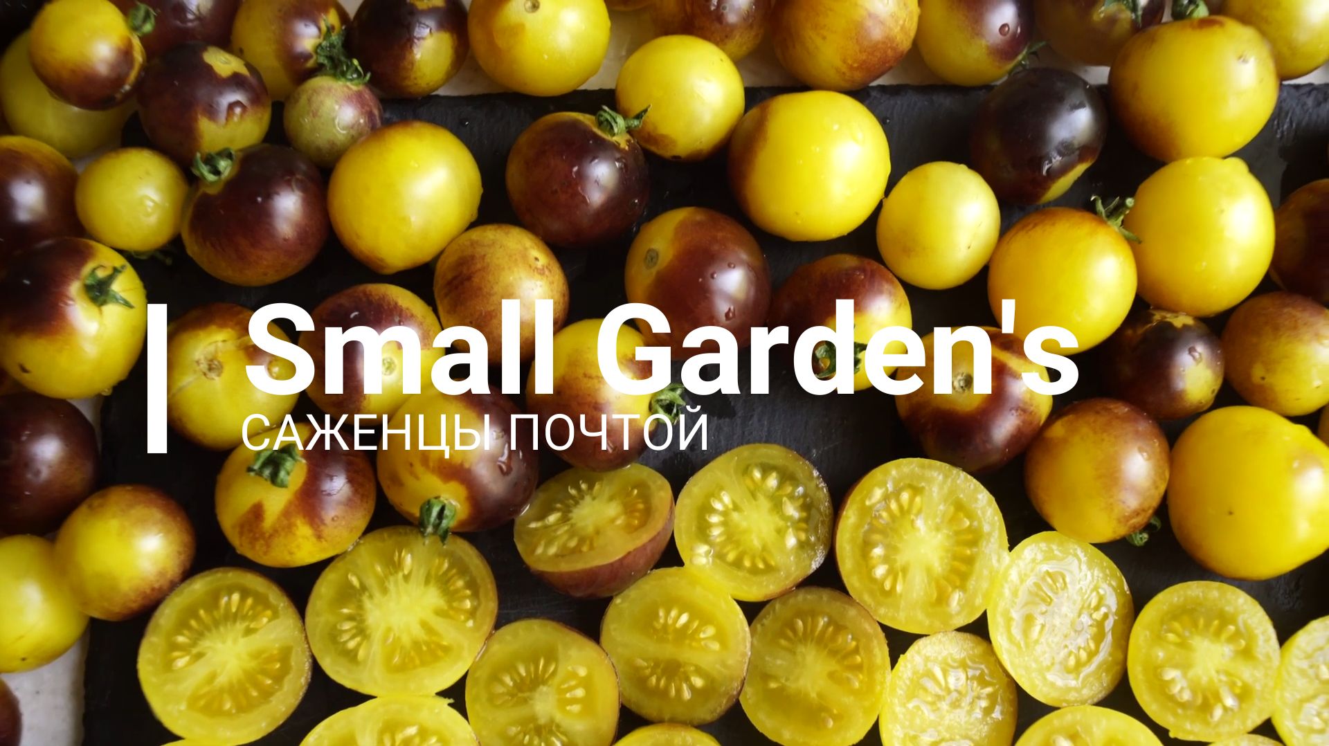 Черри коктейльные. Семена томатов экзотов в России