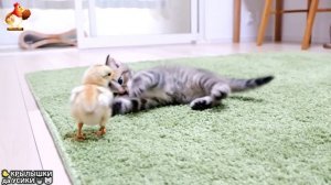 Утята и Цыплята - Кошки и котята, Собаки и щенята (318) Хвостики да Усики ❣️