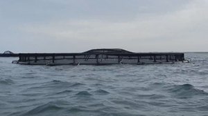 В Крыму увеличивают производство радужной форели