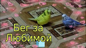 ПОПУГАЙ КРУТИТСЯ ВОКРУГ САМКИ. Как Чика опять не даёт проходу Молли...