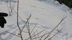 Охота с подхода, идем по следу изюбря.