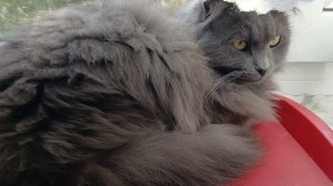 Кошка без гарнира.