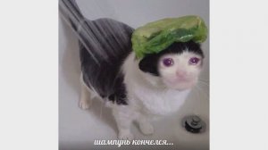 Шампунь кончился((
