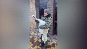 В башкирском Благовещенске на улице Калинина заметили лебедя-шипуна