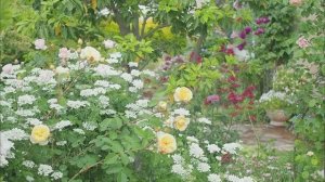 САДЫ ЯПОНИИ ОЧЕНЬ КРАСИВЫЙ СЕЗОННЫЙ САД В МАЕ РОЗЫ КЛЕМАТИСЫ...