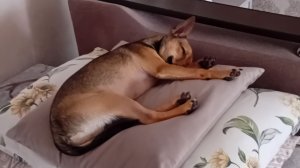 Борькин день🐶 Смешные собачки.