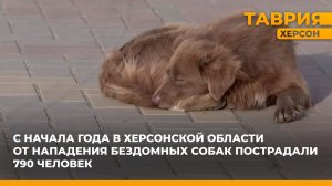С начала года на Херсонщине от нападения бездомных собак пострадали 790 человек