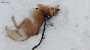 Пришла я на дачу и там Увидела...