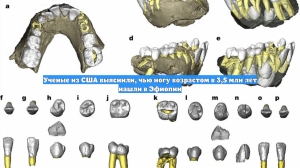 Ученые из США выяснили, чью ногу возрастом в 3,5 млн лет нашли в Эфиопии