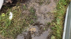 Вико- овсяная смесь.