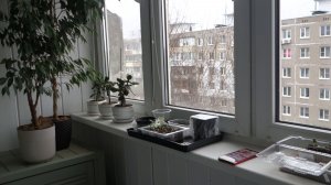 Зимний огород ноябрь 2025