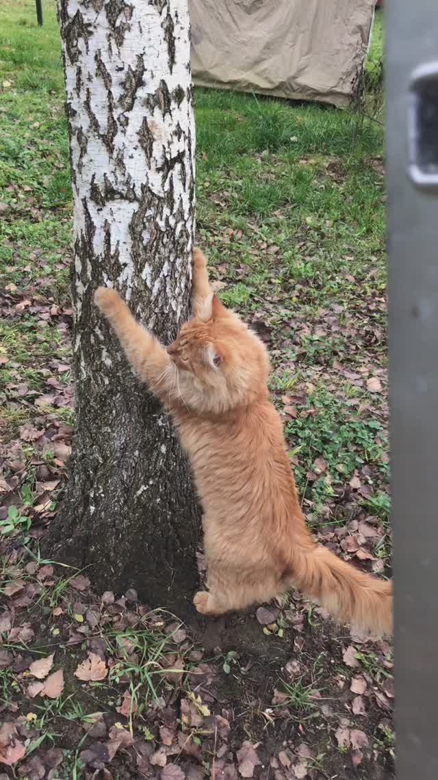 Когда береза занята, Альфушка и Мася ❤️