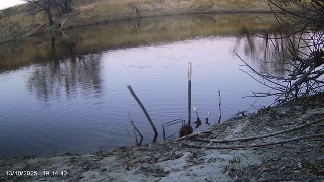 Охота на бобраТрофейный бобр за 30кг