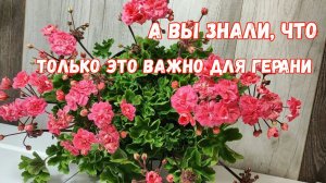 МАЛО КТО ЗНАЕТ что ТОЛЬКО ЭТО ВАЖНО для ГЕРАНИ! Без ЭТОГО ОНА НИКОГДА НЕ ЗАЦВЕТЕТ!