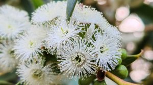 В Сочи зацвел эвкалипт снеголюбивый
