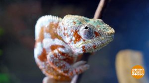 Все зверушки - хороши! Доброе утро. Суббота. Фрагмент выпуска от 29.11.2025