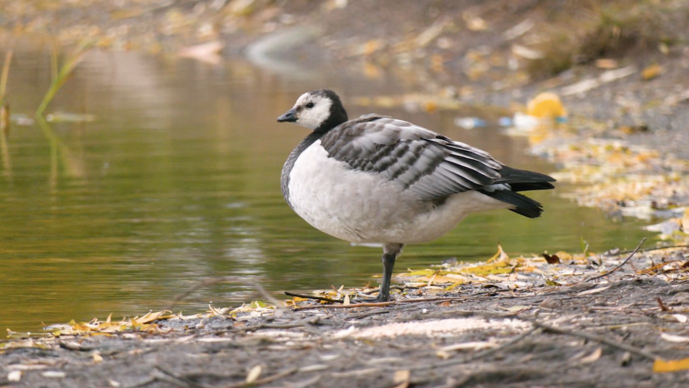 Все в лес: белолобый гусь, белощекая казарка