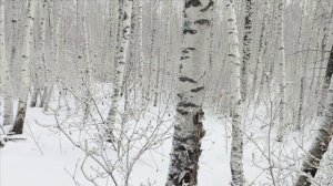 Проверка капканов часть #1,удачно сезон открыл!!!