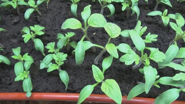 Этого Гнома я посеяла пораньше, чтобы побыстрее его съесть! Томатный Гном Розелла БИКОЛОР. №900-26.