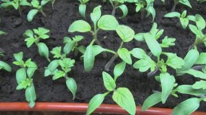 Этого Гнома я посеяла пораньше, чтобы побыстрее его съесть! Томатный Гном Розелла БИКОЛОР. №900-26.