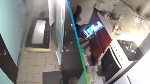 Собака взорвала квартиру в Новосибирске, пока хозяина не было дома