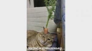 Растём потихоньку)