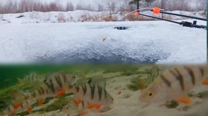 Рыбалка с подводной камерой. Видим всю рыбу. Лёгкий клёв. Лучшая Зимняя Рыбалка. Смотреть Онлайн