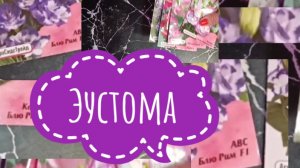 Эустома. А вы знаете что это за цветок?