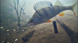 Ловим кучу окуней. Подводная камера. Зимняя рыбалка. Лучшая релакс рыбалка. Охота на окуня зимой