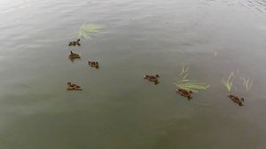 Закрою дверь